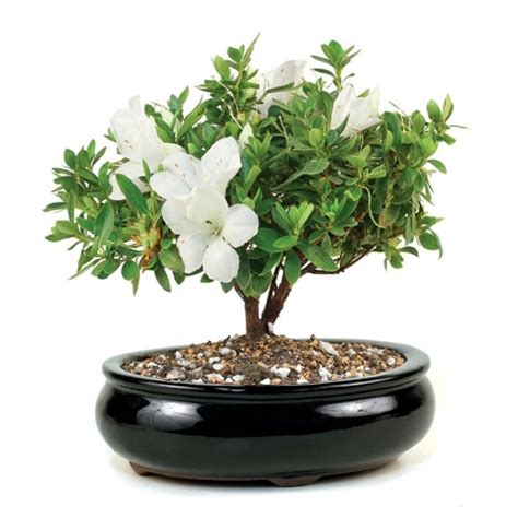 Check spelling or type a new query. Flowering Azalea Bonsai Tree