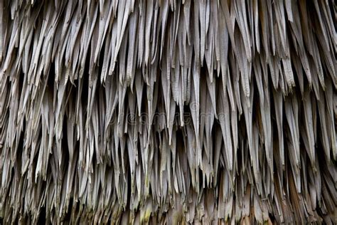Texture Of Dry Leaves Prepare For Making A Roof Stock Image Image Of