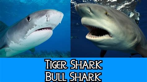 Tiger Shark And Bull Shark The Differences Youtube