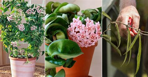 26 Best Indoor Vines And Climbers You Can Grow Easily In Home