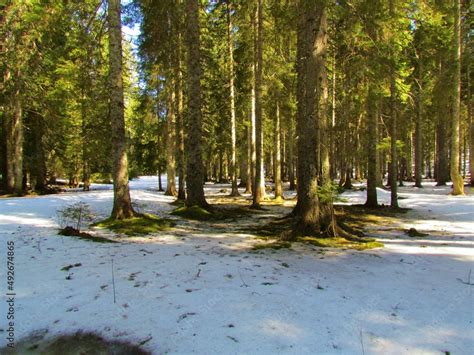 Spruce Forest In Winter At Pokljuka In Triglav National Park Slovenia