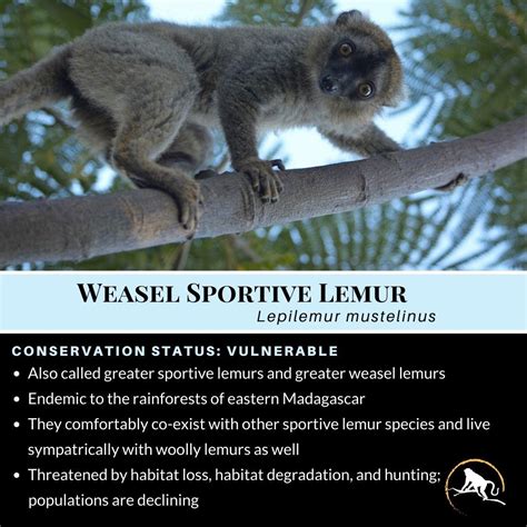 Weasel Sportive Lemur Lepilemur Mustelinus New England Primate