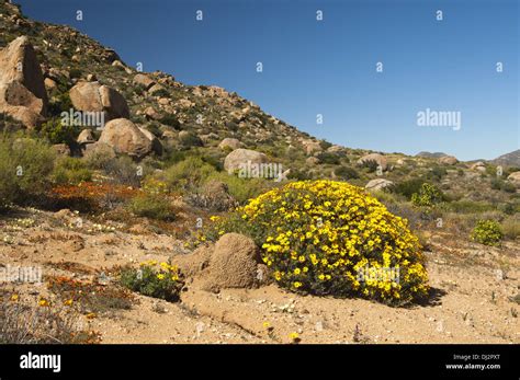 Yellow Flowering Shrub Hi Res Stock Photography And Images Alamy