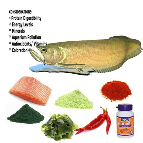 Aquarium Fish Food Requirements Fish Recipes Fish Aquarium Fish Food