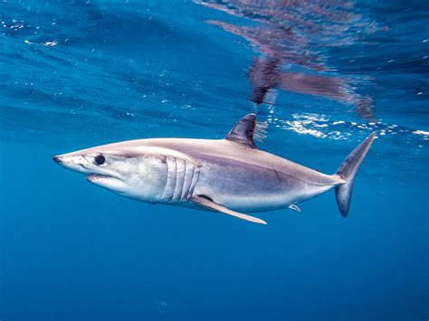 Shark Week Fuels Shark Meat Feeding Frenzy At Restaurants Kqed