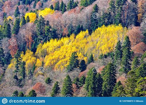 Mixed Coniferous And Deciduous Caucasus Mountain Forest At Autumn