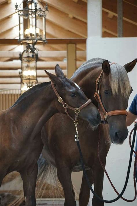 Yearling Baby And Momma Horse Beautiful Horses Andalusian Horse