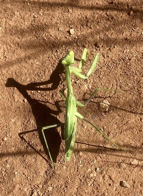 Praying Mantis While Hiking Smithsonian Photo Contest Smithsonian