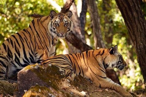 The Complete Story Of Wildlife And Tiger Conservation Efforts In Madhya