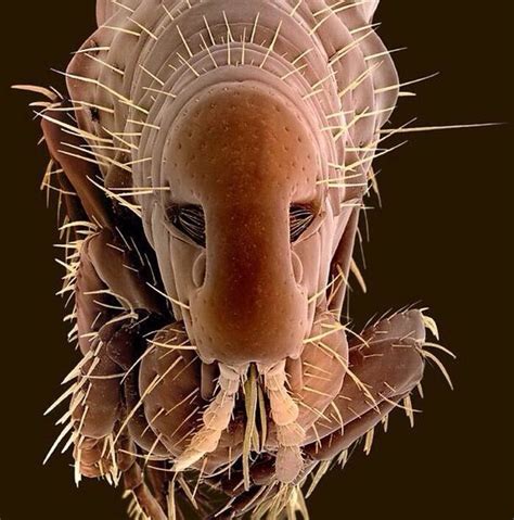Flea Under Electron Microscope Scanning Electron Microscope