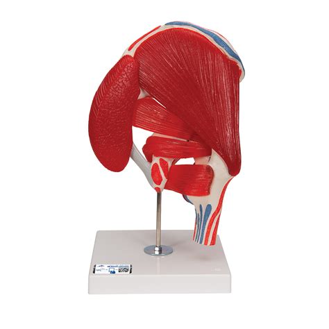 Anatomical Models Anatomically Accurate Hip Joint Model Life Size Human