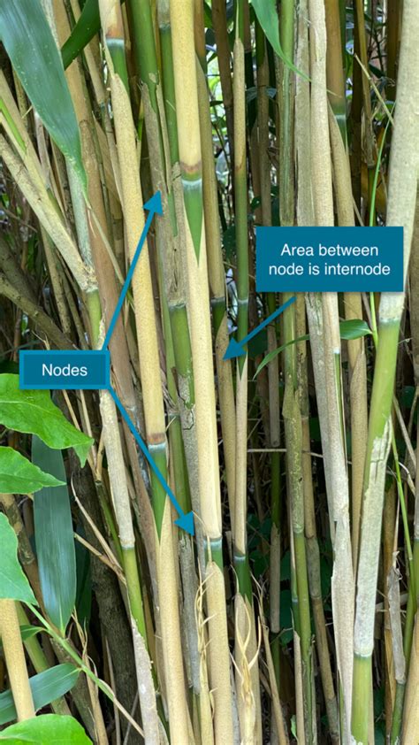 Bamboo Another Invasive Species Vics Tree Service