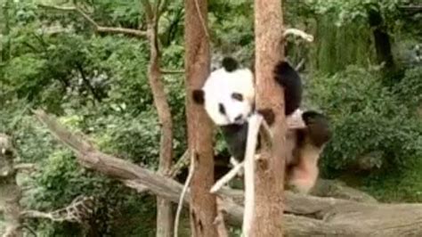 Happy Panda Keeps Falling Out Of Trees