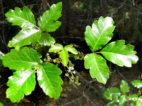 Poison Oak Toxicodendron Diversilobum