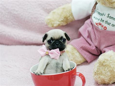 Adorable Cute As A Button Micro Teacup Male Pug Puppy For Sale In