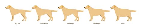 Do You Have An Overweight Dog Heres How To Tell Winston Salem Vet