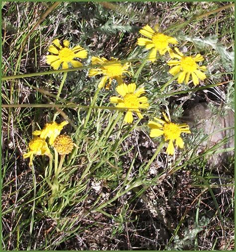 20% off all items · from $19.99 · same day delivery Prairie Wildflowers: Grasslands National Park: June ...