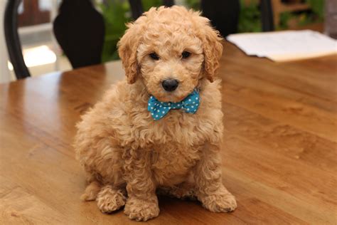 F1b Goldendoodle Puppies Near Me Anna Blog