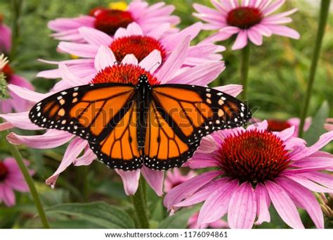 Male Monarch Butterfly Pollinator Cluster Vivid Stock Photo Edit Now