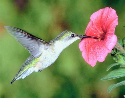 Flowers and honey bees have evolved to need each other to survive. Whispering Hills Nursery Blog: Hummingbird-friendly plants