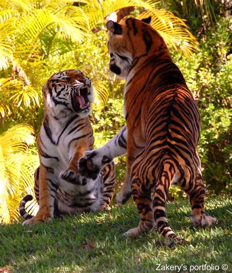 Two Bengal Tigers Fighting Zakerys Portfolio © Flickr