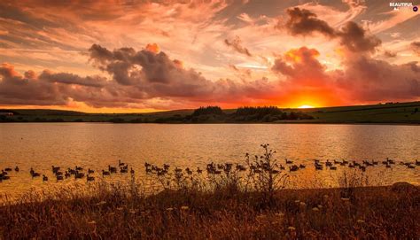 Great Sunsets Ducks Clouds Lake Beautiful Views Wallpapers 1920x1100