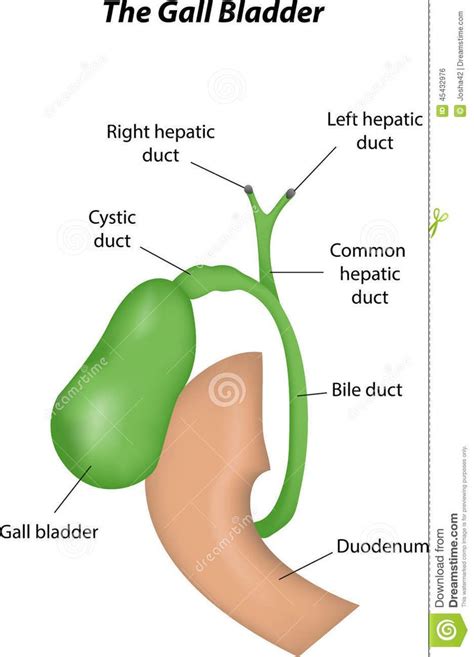 Gallbladder Anatomy Picture