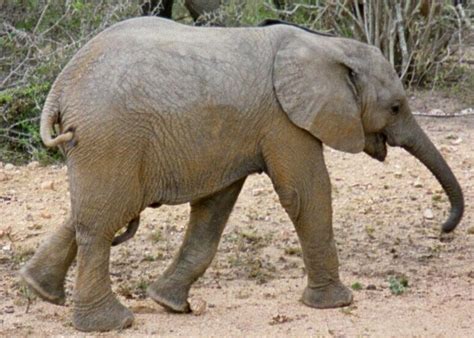 Small Elephant Baby Free Photo Download Freeimages