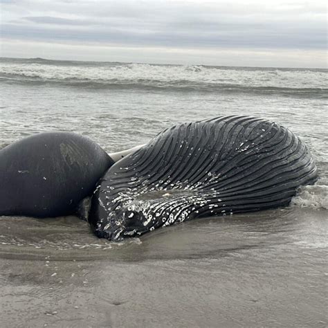 Brigantine Whale Fatality Is The Seventh Since Early December Shore