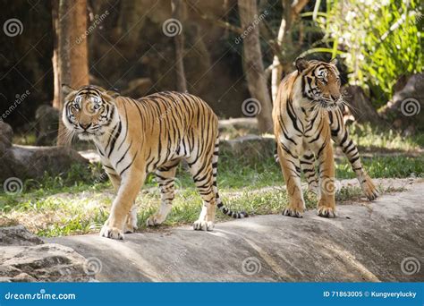 Two Bengal Tigers Stock Image Image Of Pond Wild Bengal 71863005