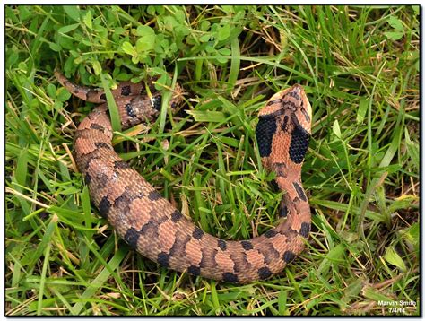 Nature In The Ozarks Eastern Hognose Snake Heterondon Platirhinos