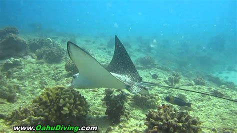 Eagle Ray Hawaii Spotted Eagle Ray In Oahu Youtube