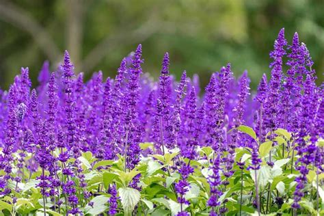 It typically reaches around 3 to 6 feet tall and wide. 10 Best Wisconsin Perennials - Garden Lovers Club | Types ...