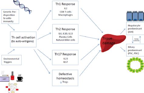 Figure 1 From The Pathogenesis Of Autoimmune Liver Disease Semantic