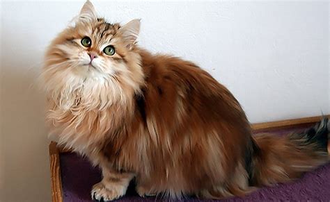 Siberian Cat Facts About The Glamorous And Affectionate Feline Petmoo