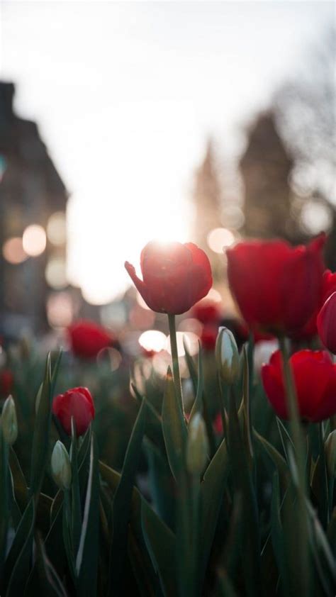 15 Amsterdam Iphone Wallpapers To Inspire Your Wanderlust Tulips