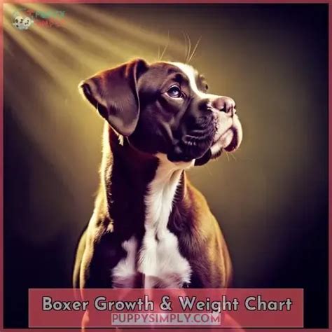 Is My Boxer The Right Size Boxer Growth Chart Explained