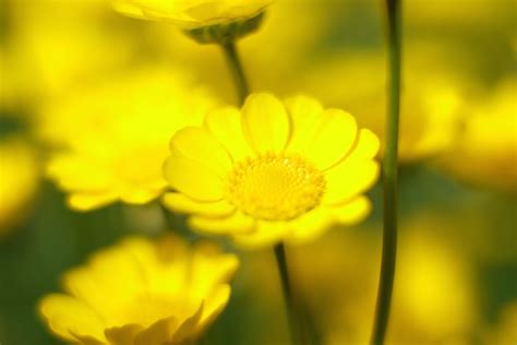 Wallpaper Sunlight Field Yellow Pollen Tokyo Fujifilm Flower