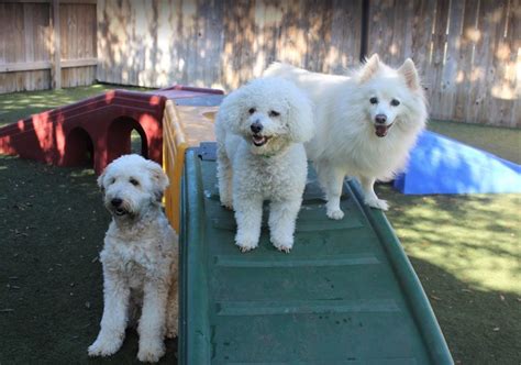 Animal healthcare center of charlotte, nc. Pet Paradise in Charlotte | Pet Paradise 2919 Boyer St ...