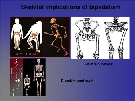 Ppt Lab 2 Hominid Anatomy Powerpoint Presentation Free Download