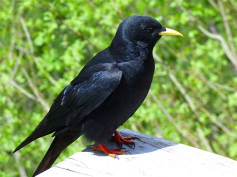 Free Images Wildlife Beak Black Fauna Rook Vertebrate Blackbird