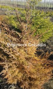 Juniperus Virginiana Ienupar De Virginia Pepiniera Cobadin Constanta