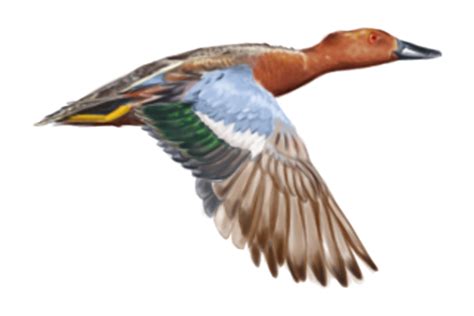 13 Common Duck Species In Argentina Sportquest Holidays