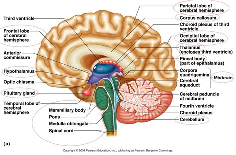 Picture Of Latest Brain Function Chart Brain Diagram Human Brain
