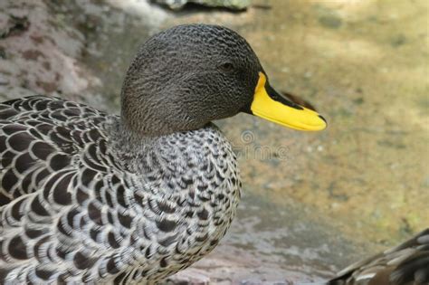 Cape Teal Duck In Zoo Closeup Stock Image Image Of Lake Birds