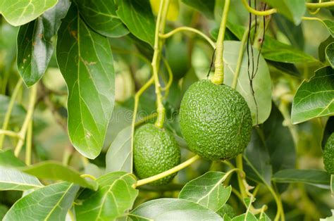 So verwertest du einen avocado kern richtig! Avocadobaum stockbild. Bild von baum, ngen, erzeugnis ...