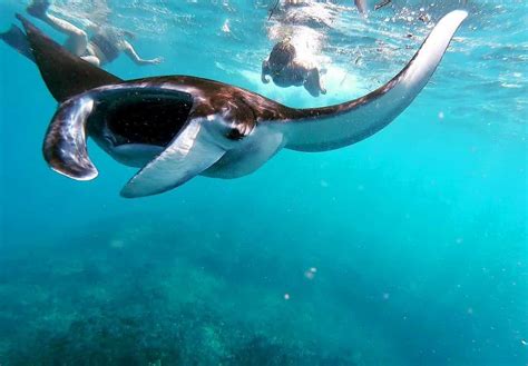 Bali Nusa Lembongan Manta Ray Snorkeling Day Trip With Pick Up