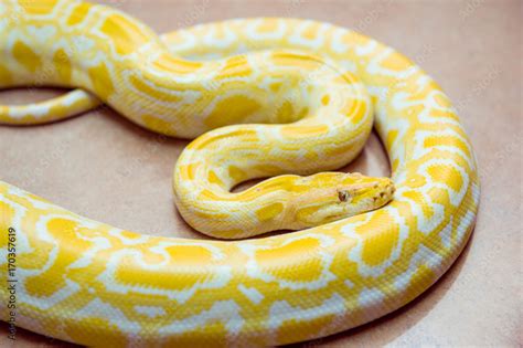 Gold Python Reticulated Python Python Reticulatus Albino Snake With