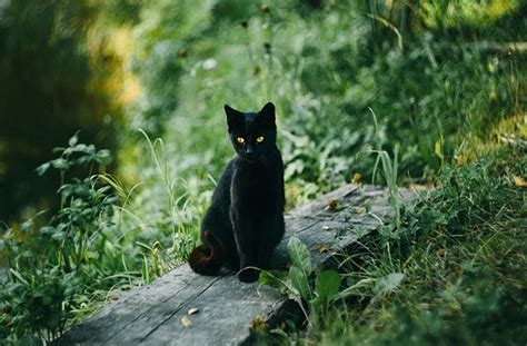 Piden Proteger A Gatos Negros Por Ritos Satánicos En Halloween Lider Web