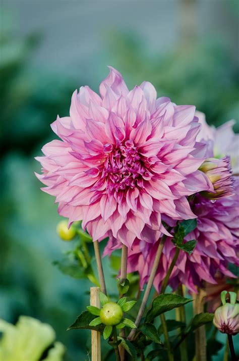 This entry is for reference only. Dahlia - Wikipedia